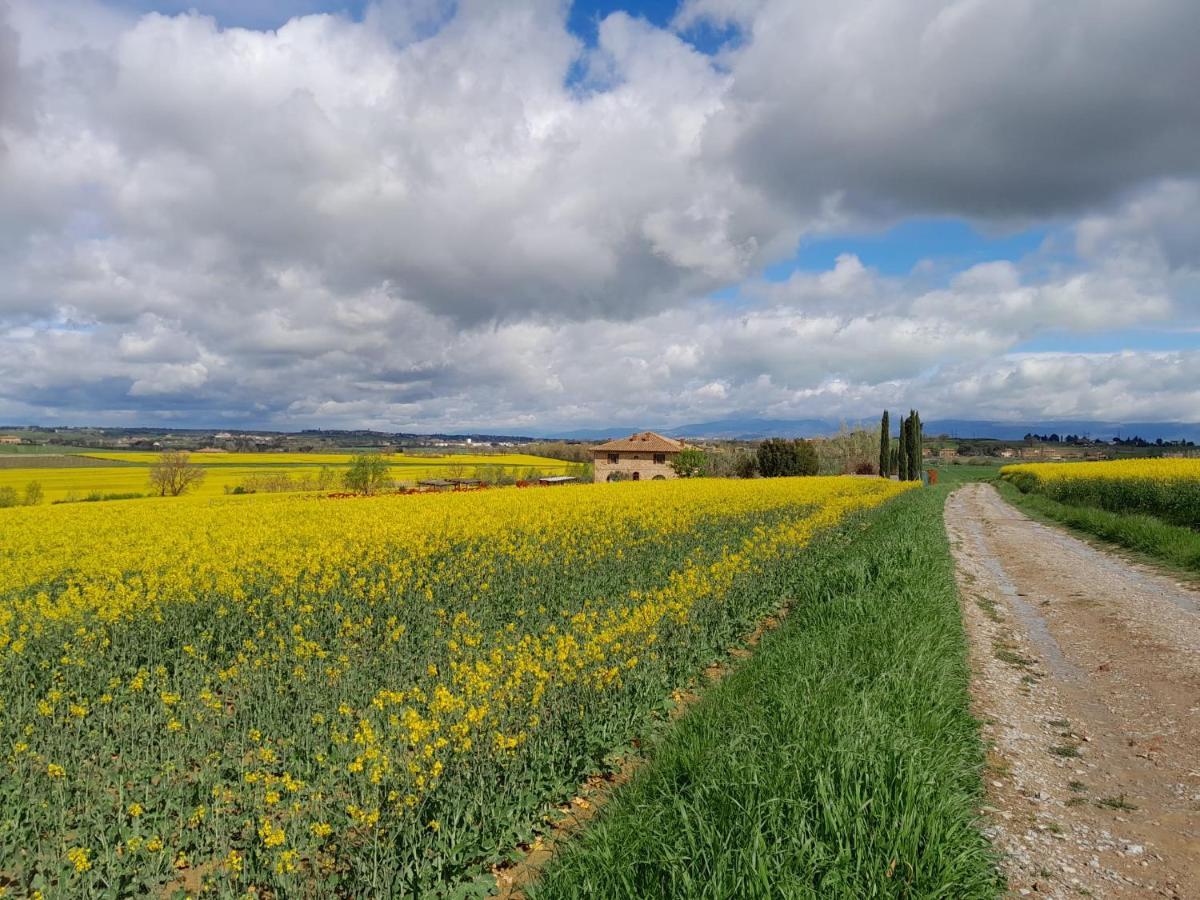 Podere Molinaccio 帕尼卡莱 外观 照片