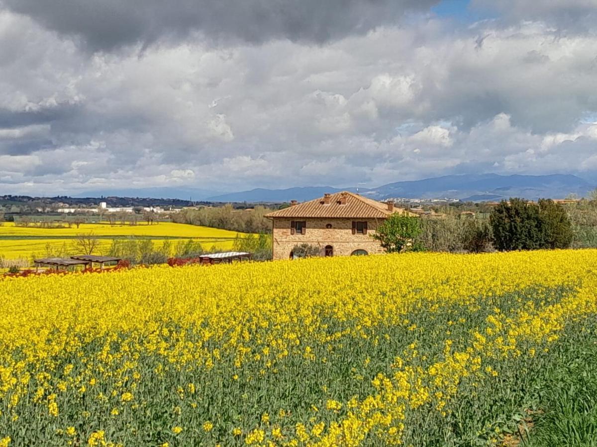 Podere Molinaccio 帕尼卡莱 外观 照片